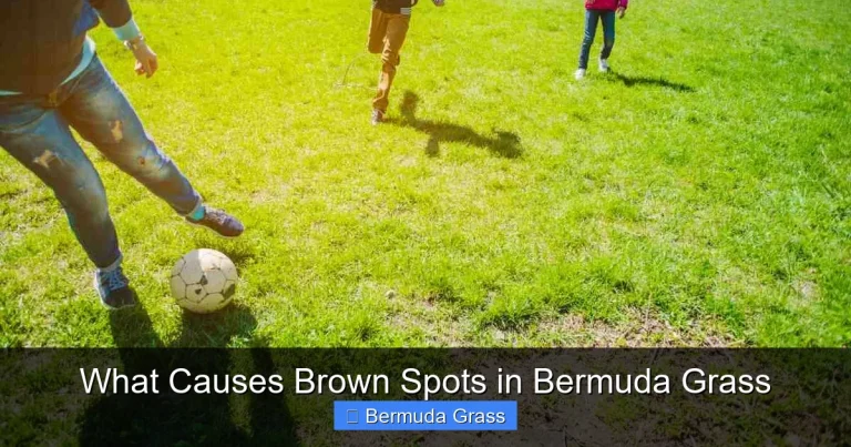 What Causes Brown Spots in Bermuda Grass