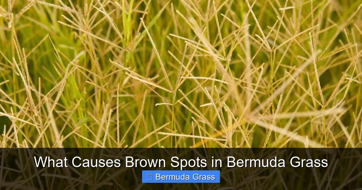 What Causes Brown Spots in Bermuda Grass
