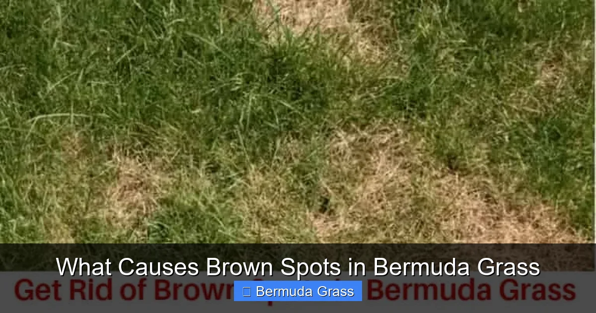 What Causes Brown Spots in Bermuda Grass