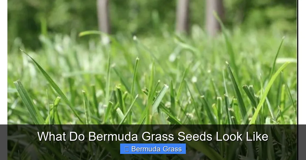 What Do Bermuda Grass Seeds Look Like