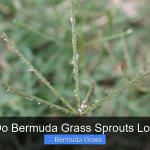 What Do Bermuda Grass Sprouts Look Like
