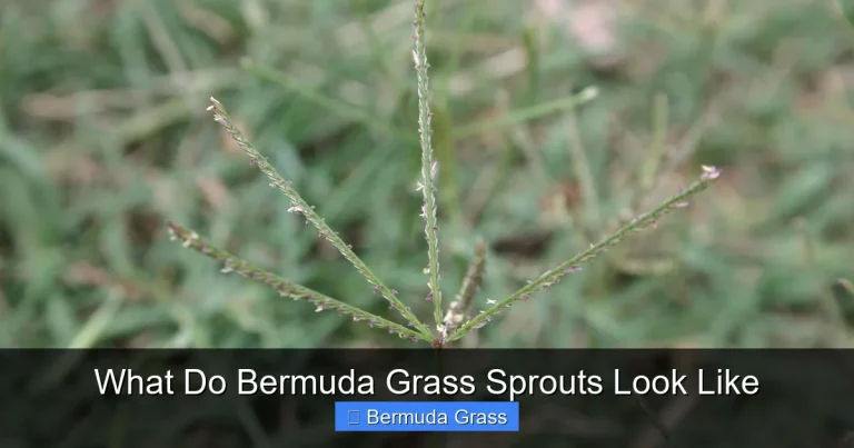 What Do Bermuda Grass Sprouts Look Like