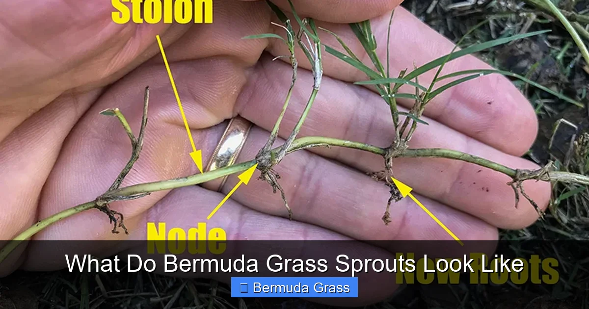 What Do Bermuda Grass Sprouts Look Like