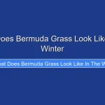 What Does Bermuda Grass Look Like in the Winter