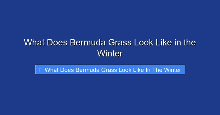 What Does Bermuda Grass Look Like in the Winter