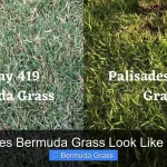 What Does Bermuda Grass Look Like in Winter