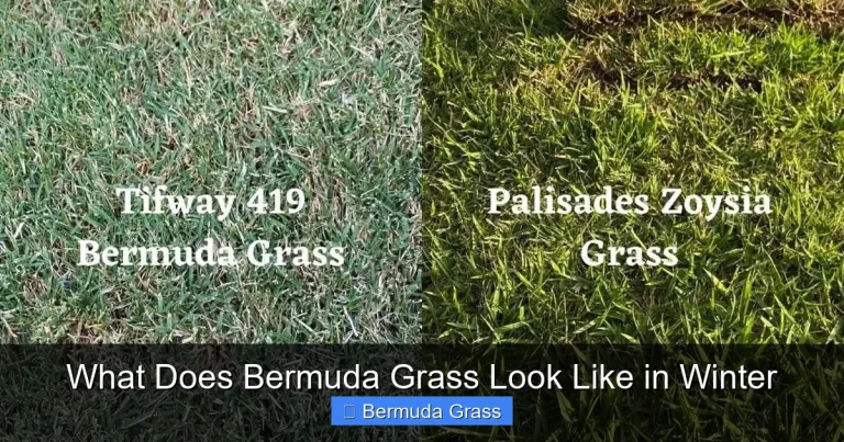 What Does Bermuda Grass Look Like in Winter