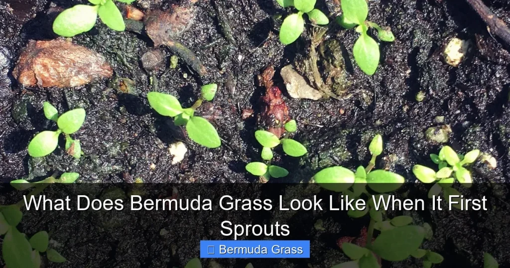 What Does Bermuda Grass Look Like When It First Sprouts