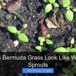What Does Bermuda Grass Look Like When It First Sprouts