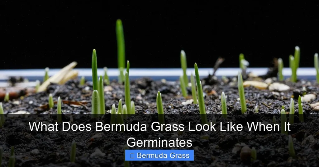 What Does Bermuda Grass Look Like When It Germinates