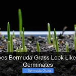 What Does Bermuda Grass Look Like When It Germinates