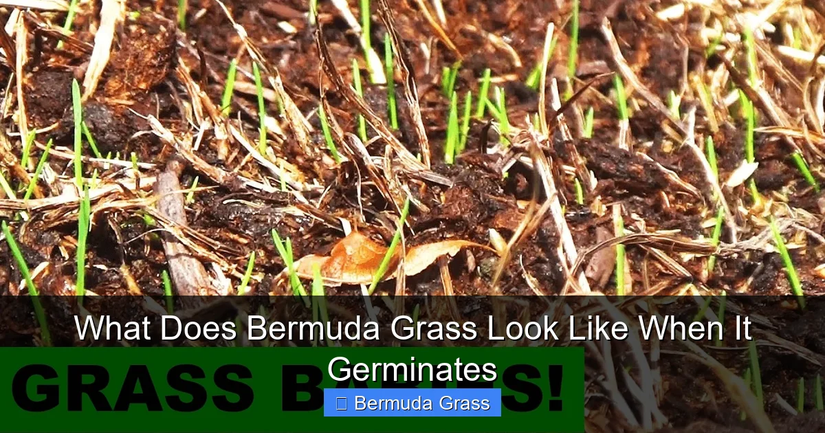 What Does Bermuda Grass Look Like When It Germinates