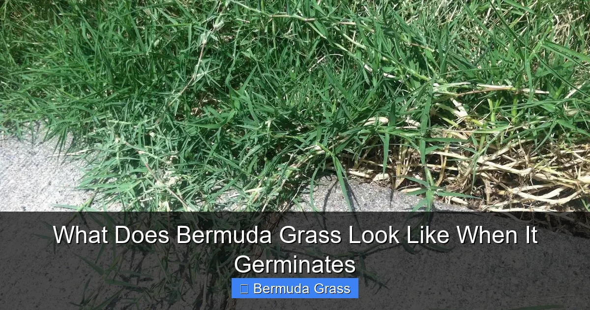 What Does Bermuda Grass Look Like When It Germinates