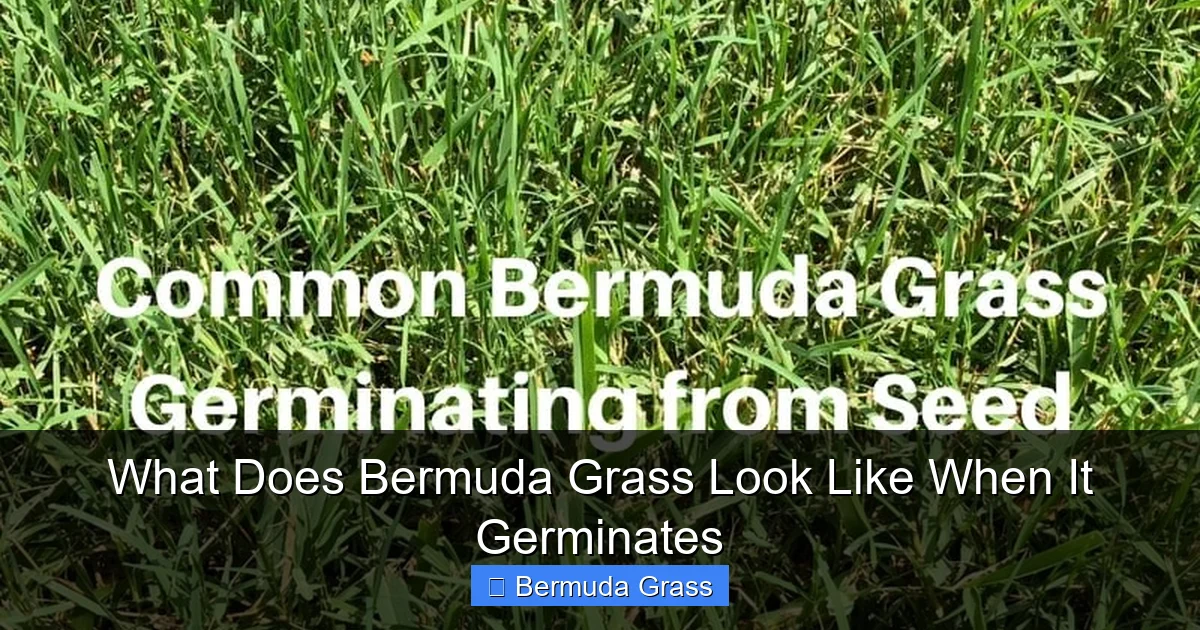 What Does Bermuda Grass Look Like When It Germinates