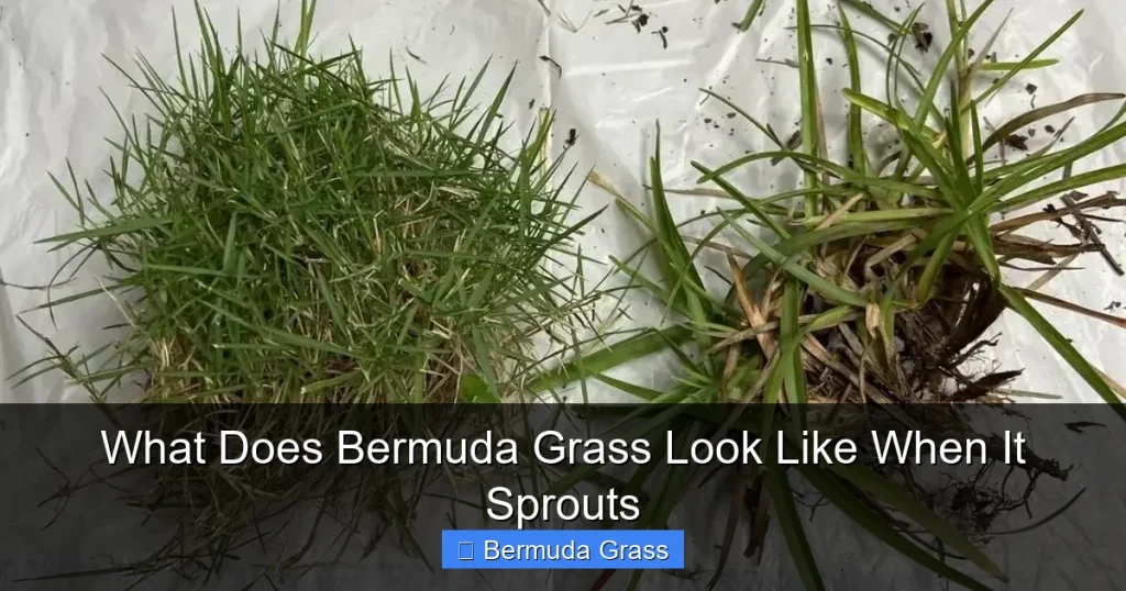 What Does Bermuda Grass Look Like When It Sprouts