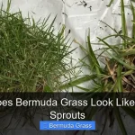 What Does Bermuda Grass Look Like When It Sprouts