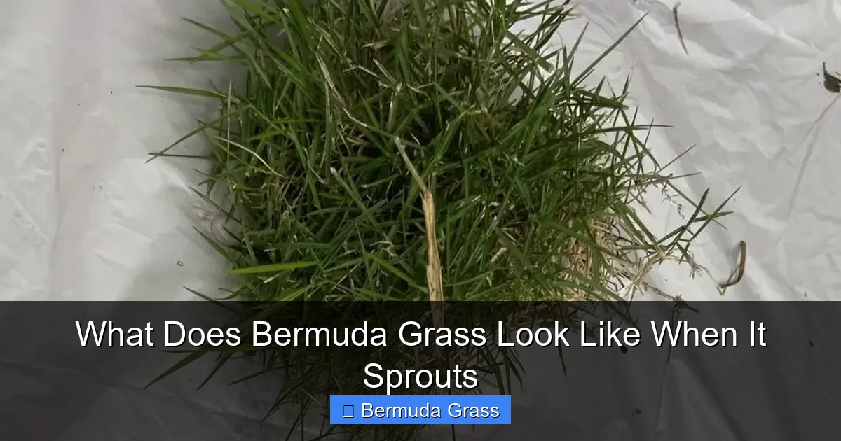 What Does Bermuda Grass Look Like When It Sprouts