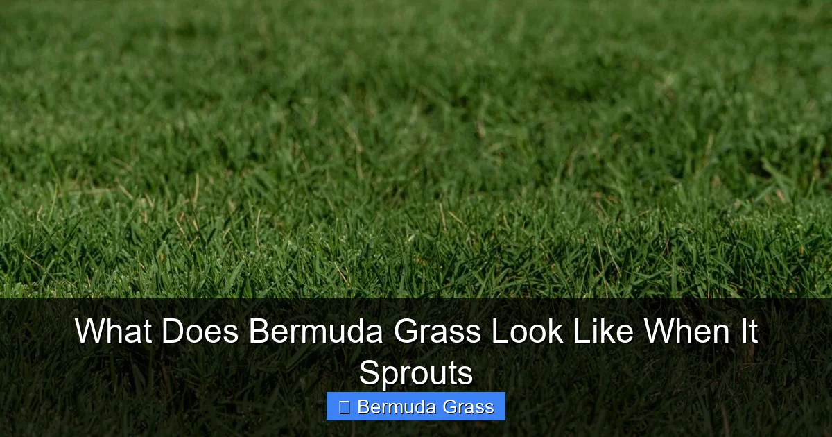 What Does Bermuda Grass Look Like When It Sprouts