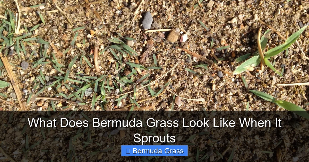 What Does Bermuda Grass Look Like When It Sprouts
