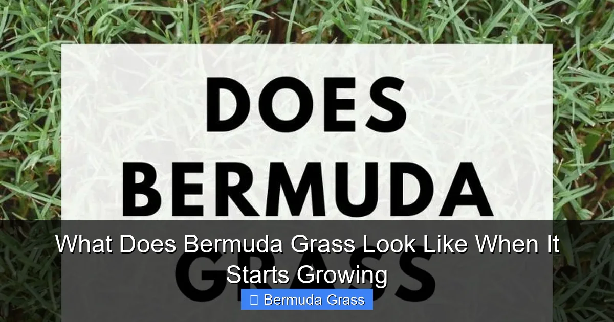 What Does Bermuda Grass Look Like When It Starts Growing