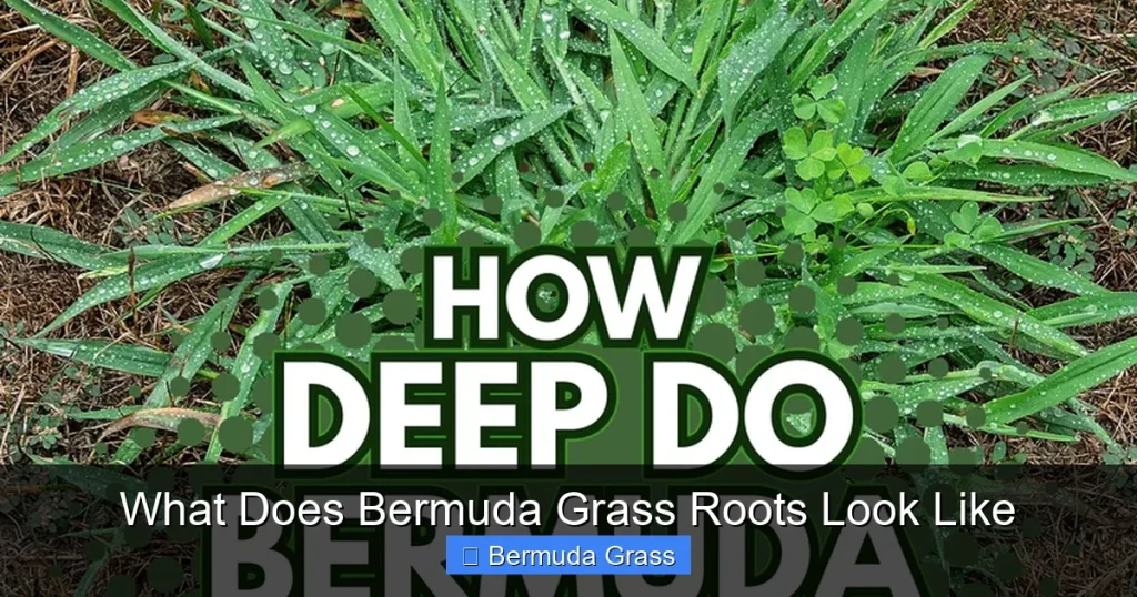What Does Bermuda Grass Roots Look Like