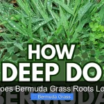 What Does Bermuda Grass Roots Look Like