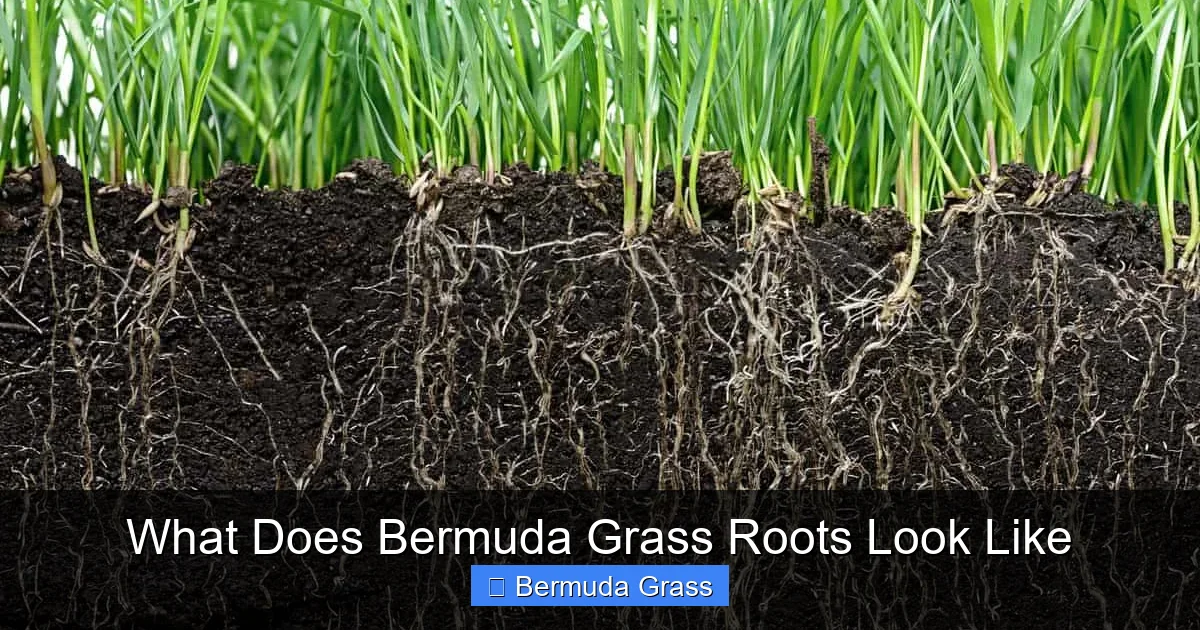 What Does Bermuda Grass Roots Look Like