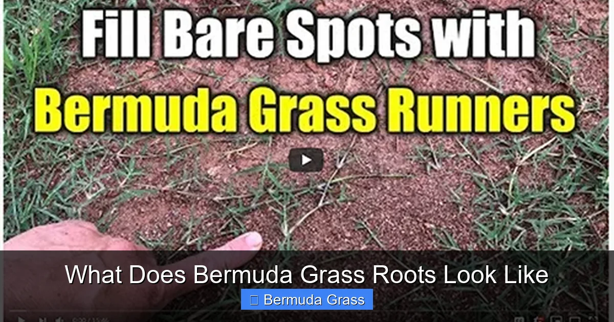 What Does Bermuda Grass Roots Look Like