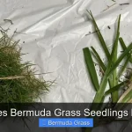 What Does Bermuda Grass Seedlings Look Like