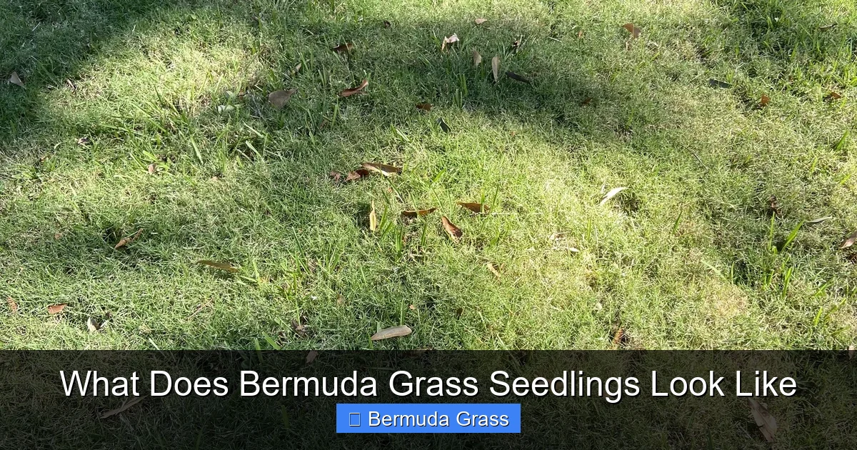 What Does Bermuda Grass Seedlings Look Like