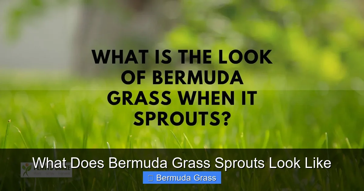 What Does Bermuda Grass Sprouts Look Like