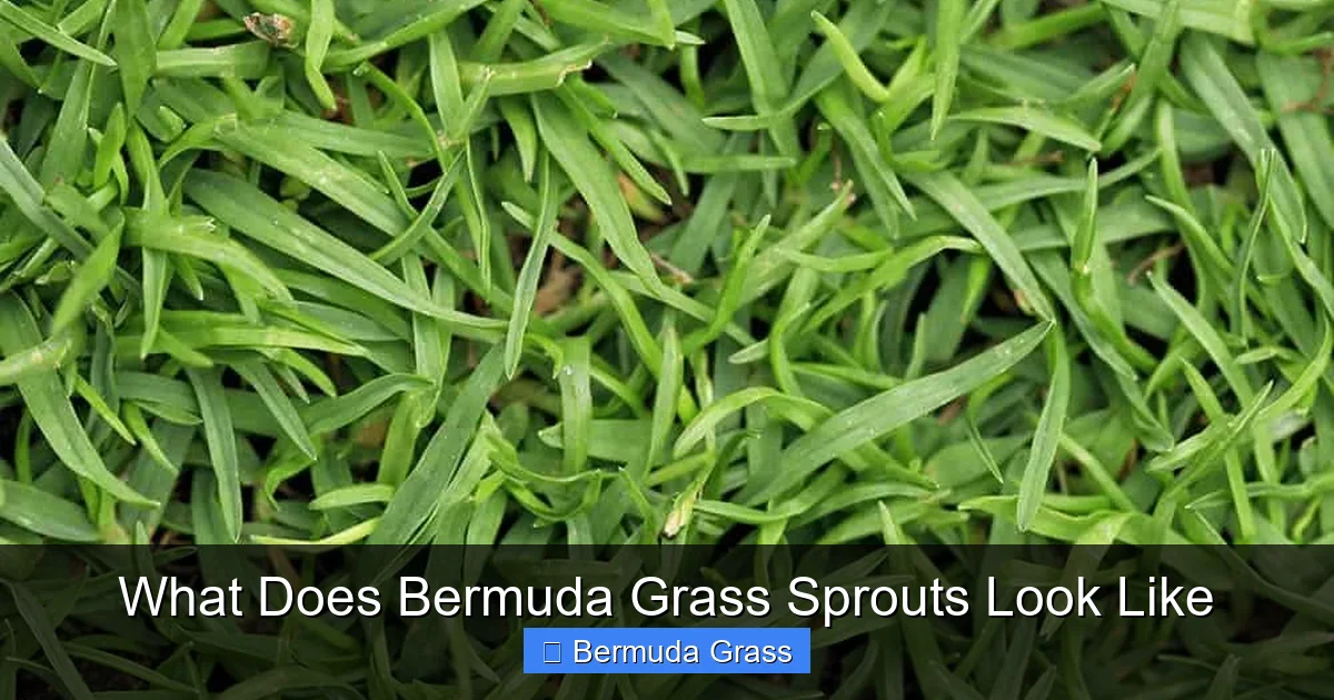 What Does Bermuda Grass Sprouts Look Like