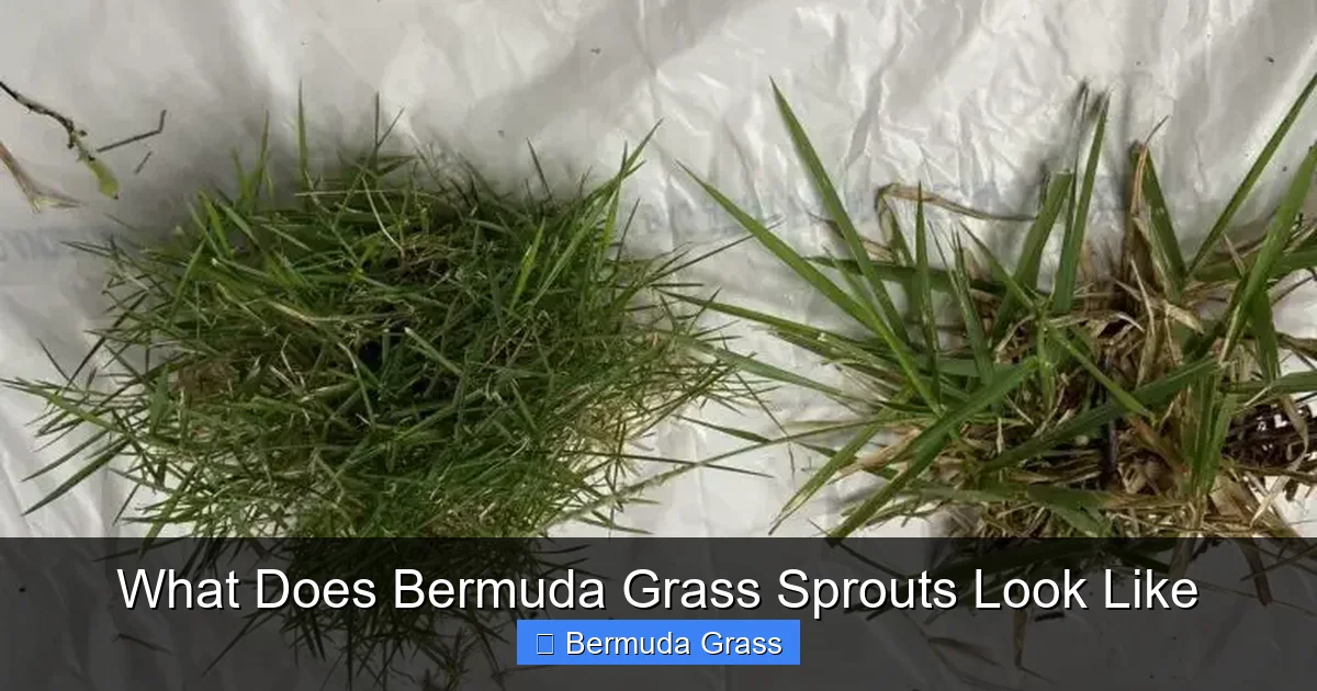 What Does Bermuda Grass Sprouts Look Like