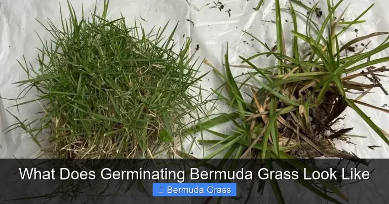 What Does Germinating Bermuda Grass Look Like