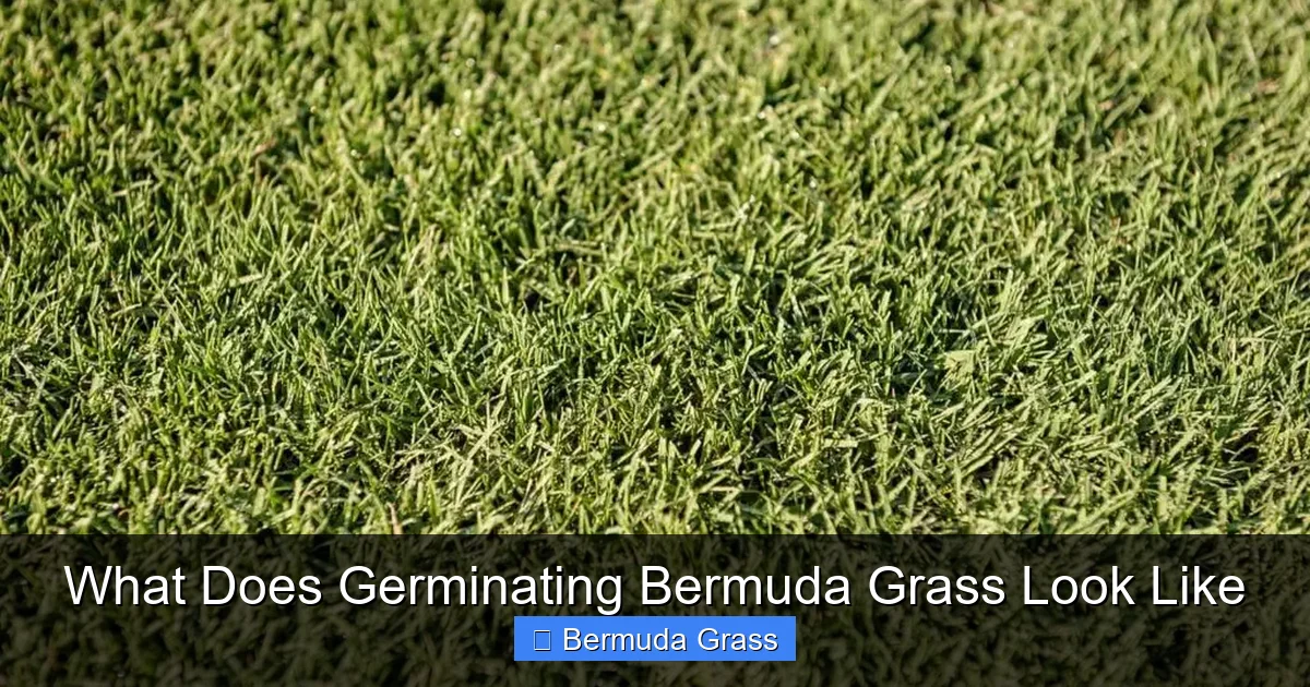 What Does Germinating Bermuda Grass Look Like