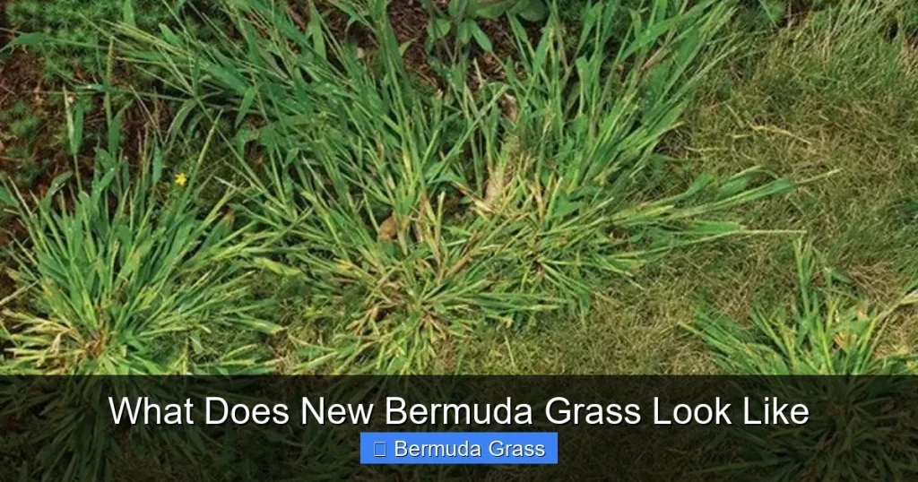 What Does New Bermuda Grass Look Like