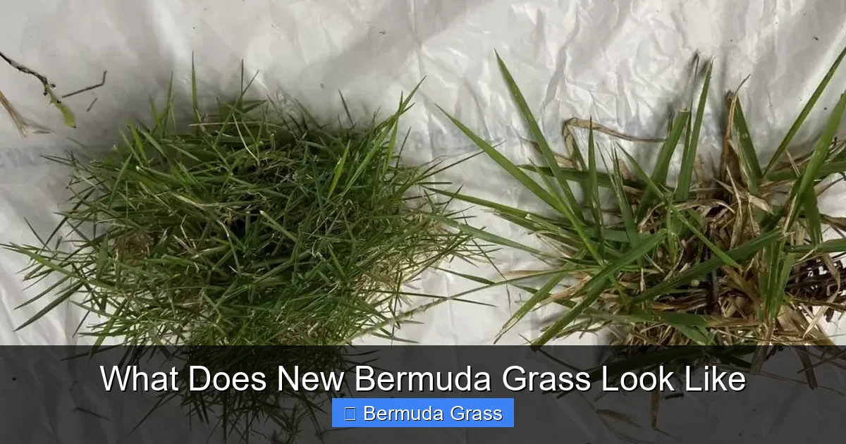 What Does New Bermuda Grass Look Like