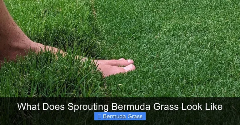What Does Sprouting Bermuda Grass Look Like