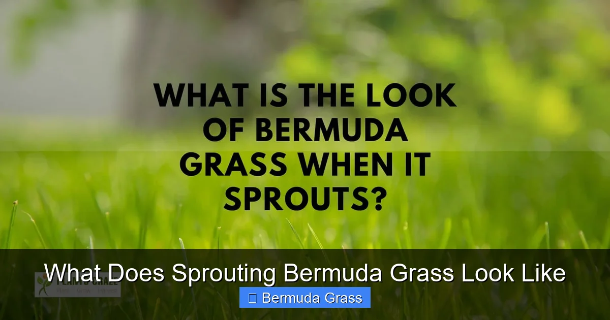 What Does Sprouting Bermuda Grass Look Like