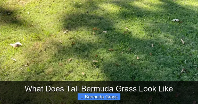 What Does Tall Bermuda Grass Look Like