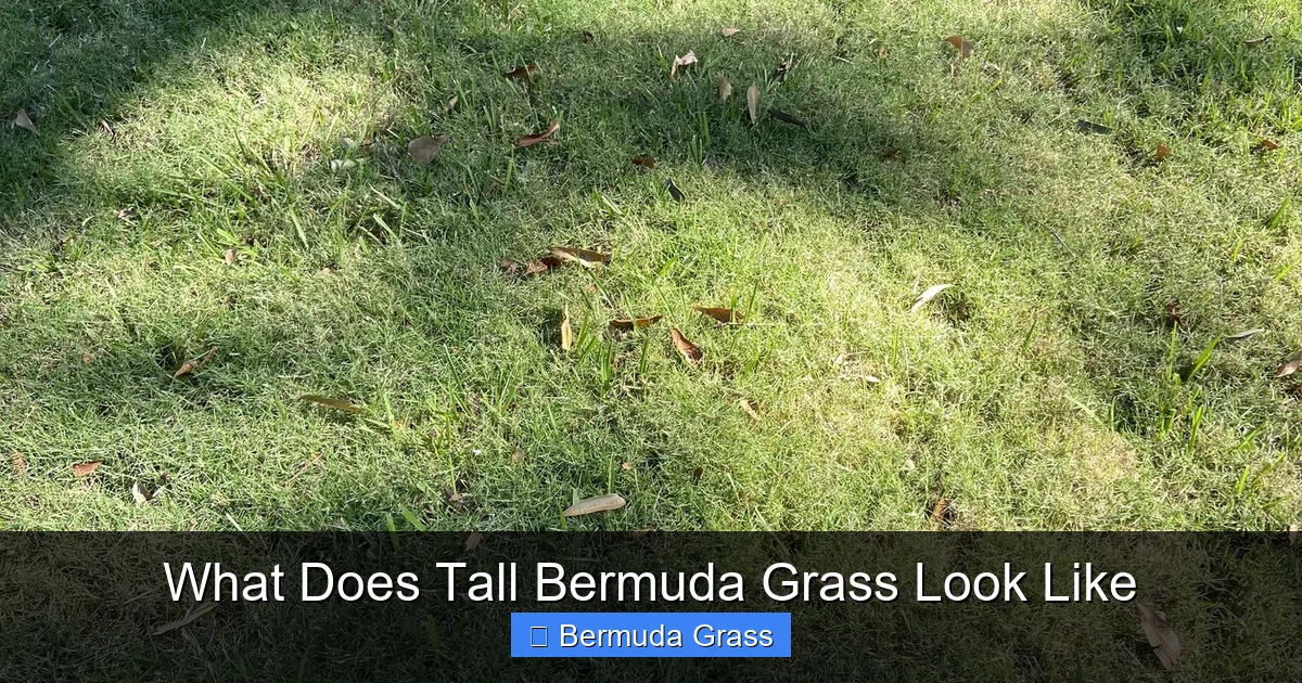 What Does Tall Bermuda Grass Look Like