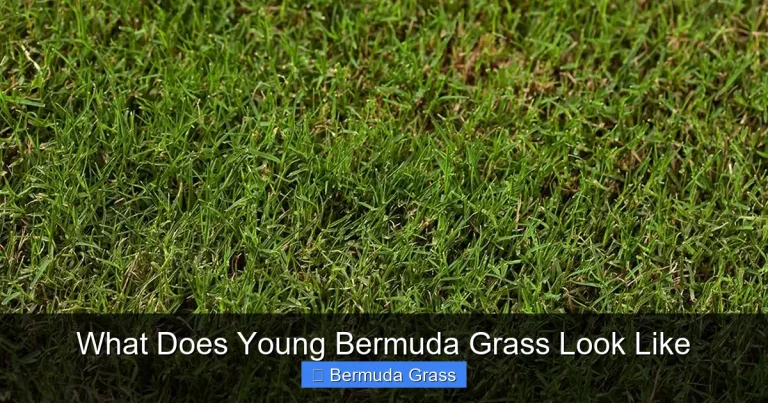 What Does Young Bermuda Grass Look Like