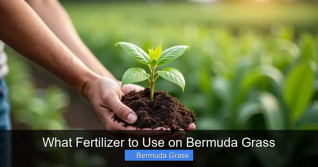 What Fertilizer to Use on Bermuda Grass