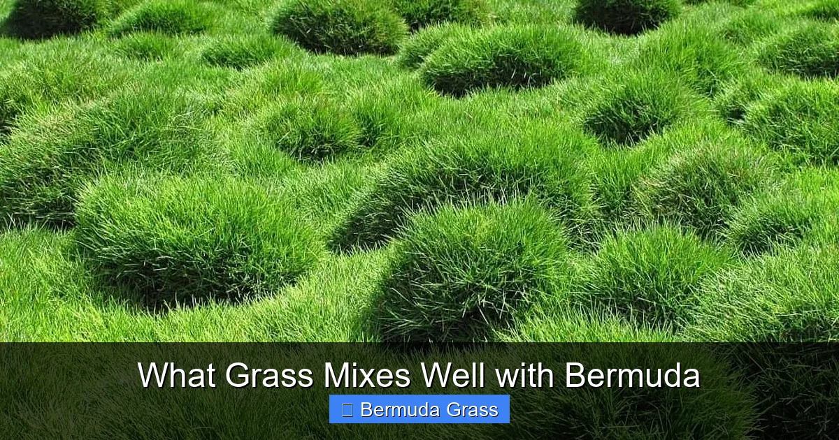 What Grass Mixes Well with Bermuda