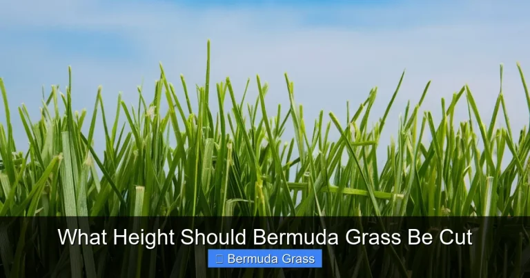What Height Should Bermuda Grass Be Cut