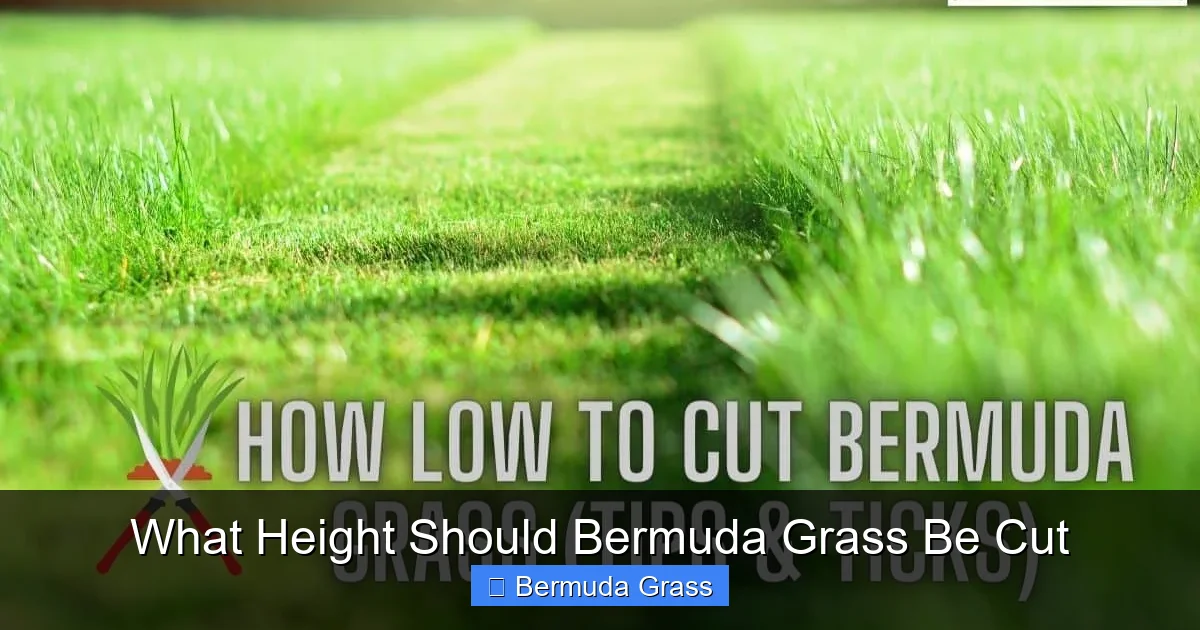 What Height Should Bermuda Grass Be Cut