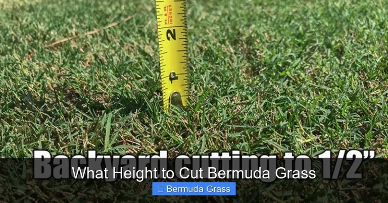 What Height to Cut Bermuda Grass