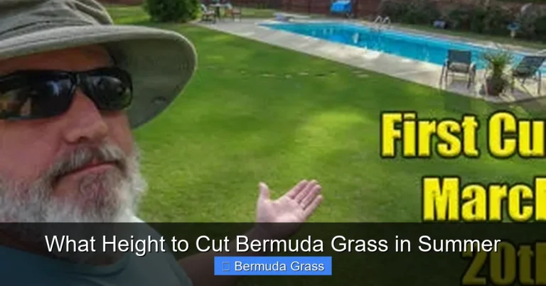 What Height to Cut Bermuda Grass in Summer