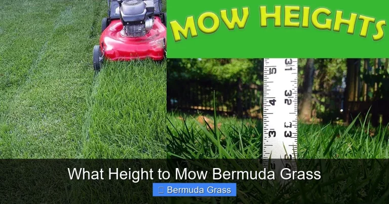 What Height to Mow Bermuda Grass