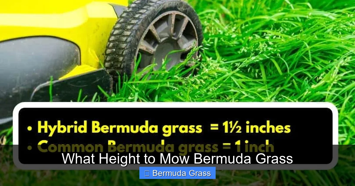 What Height to Mow Bermuda Grass